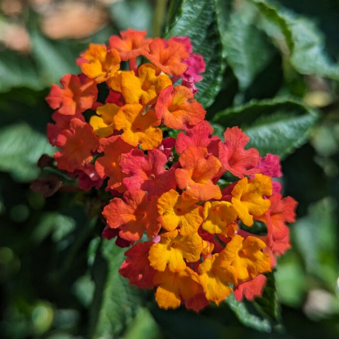 Aromatic Foliage Attracts And Repels aromatic