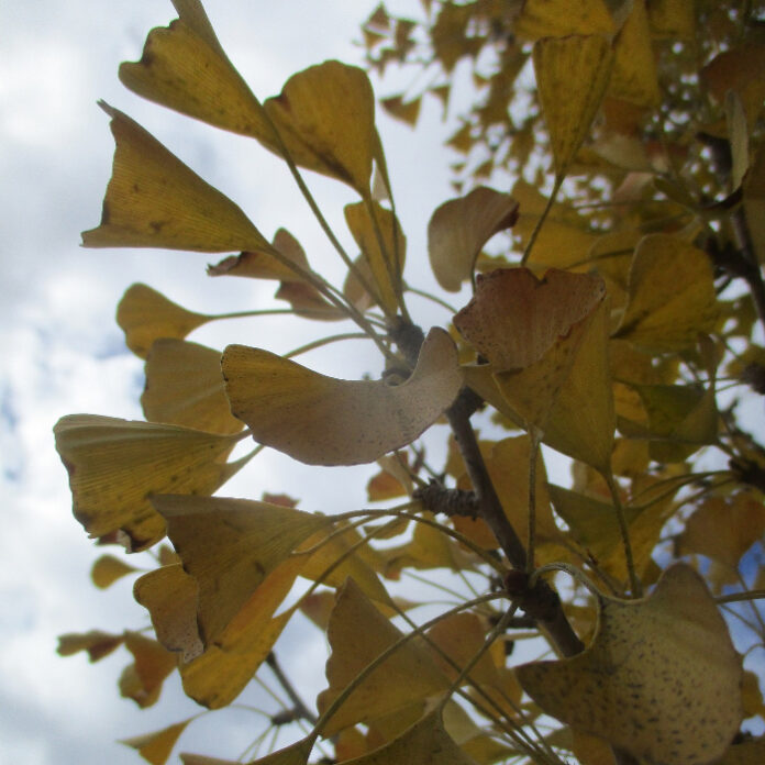 Autumn Foliar Color Appreciates Chill autumn foliar color