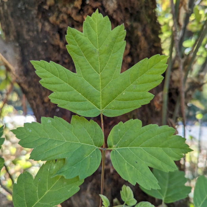 Defoliation Is A Messy Process defoliation
