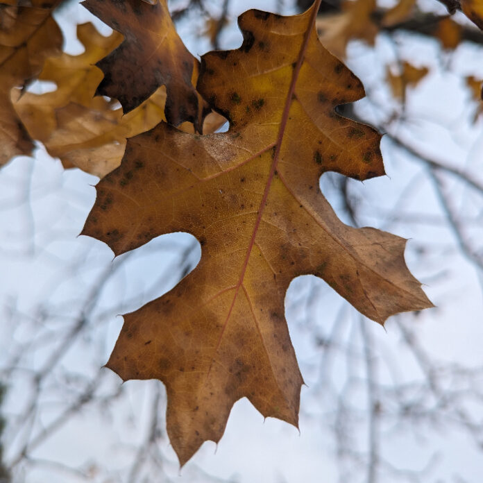 Dormancy Facilitates Survival Through WInter dormancy