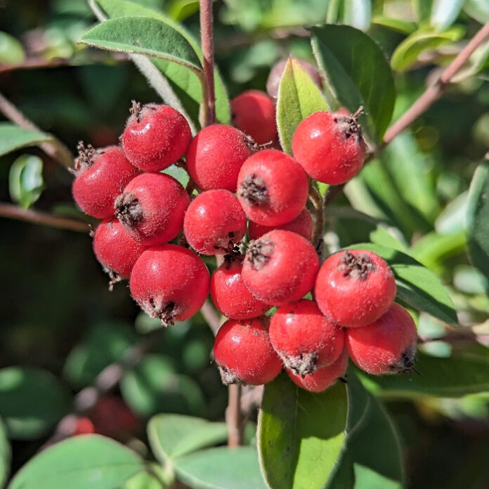 Berries Get Colorful For Winter berries
