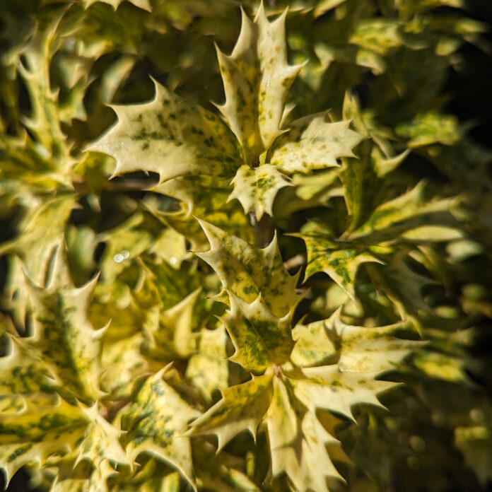 Cut Foliage For Christmas Decor cut foliage