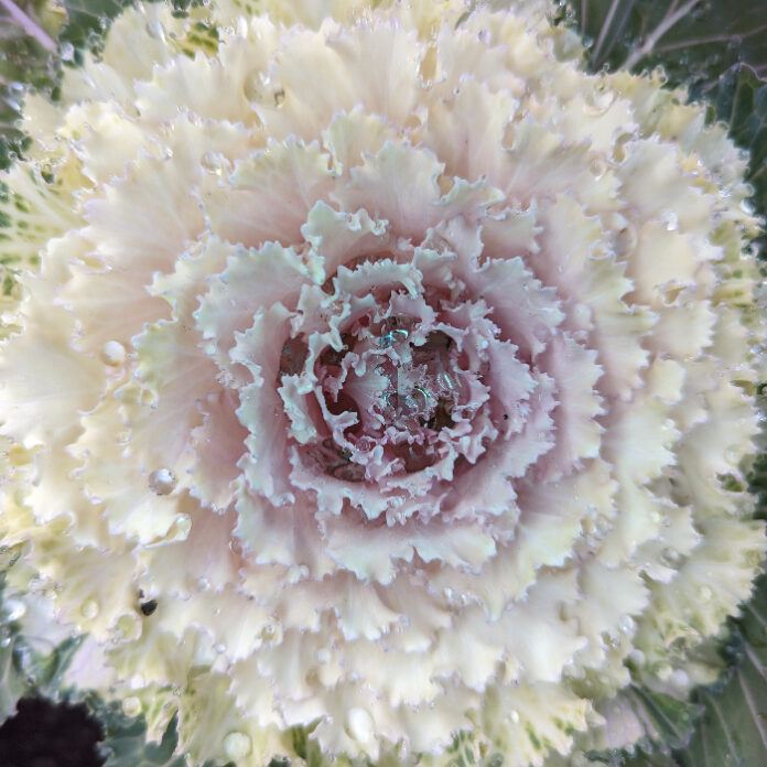Winter Bloom Might Be Limited winter bloom
