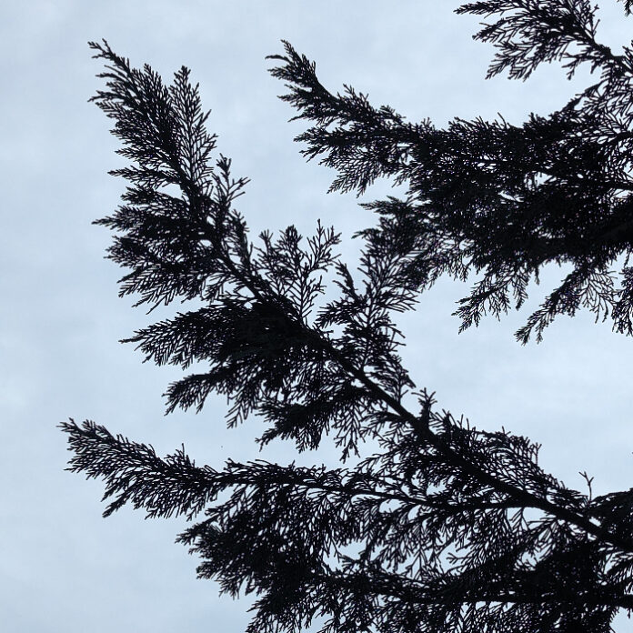 Living Christmas Trees Eventually Mature living Christmas trees
