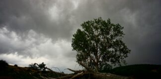 Large Tree Damages Several Vehicles