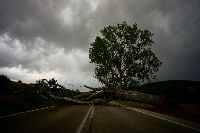 Large Tree Damages Several Vehicles