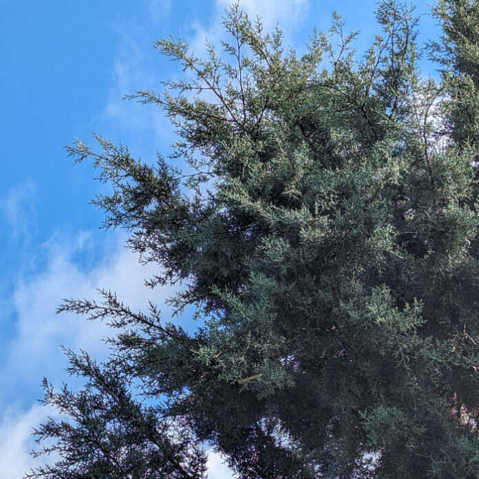 Arboriculture Is Horticulture Of Trees arboriculture