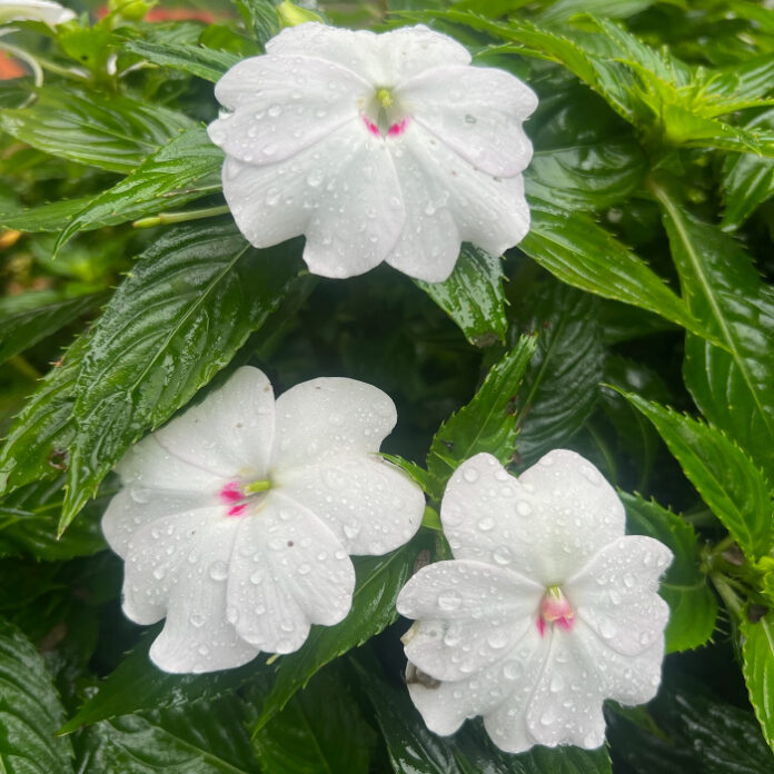 Annuals Change With The Seasons annuals