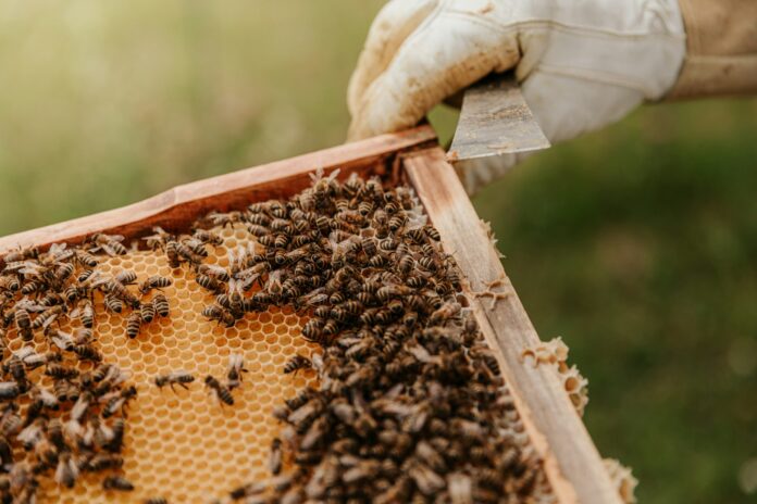 “The Beekeeper” Is An Explosive, Good Time