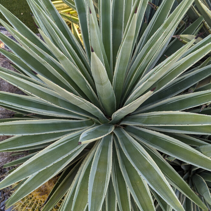Xeriscape Is Definitely Not Zeroscape xeriscape
