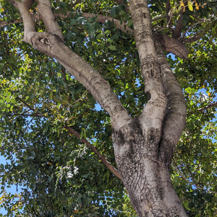 Microclimates Are Distinct From Climates microclimates