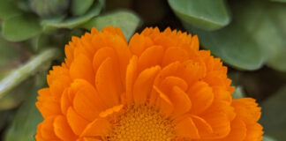 Cool Season Bedding Plants Begin cool season bedding plants