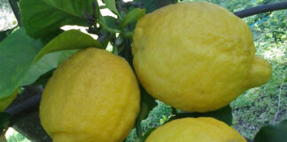 Citrus Are Summery For Winter citrus