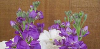 Warm Season Annuals Start Early warm season annuals