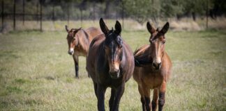 The Beauty Of A Mule