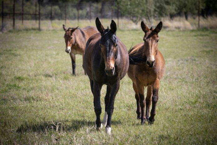 The Beauty Of A Mule