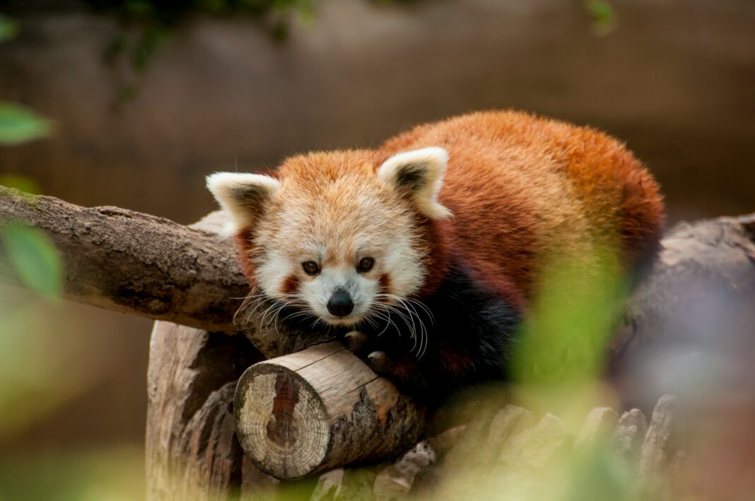 jessica-weiller-GAw5wFLVWVo-unsplash