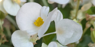 Cool Season Annuals Return Annually cool season annuals