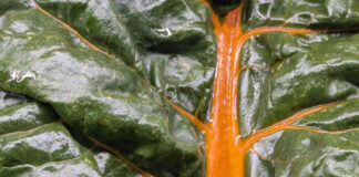 Cool Season Vegetables Begin Now cool season vegetables