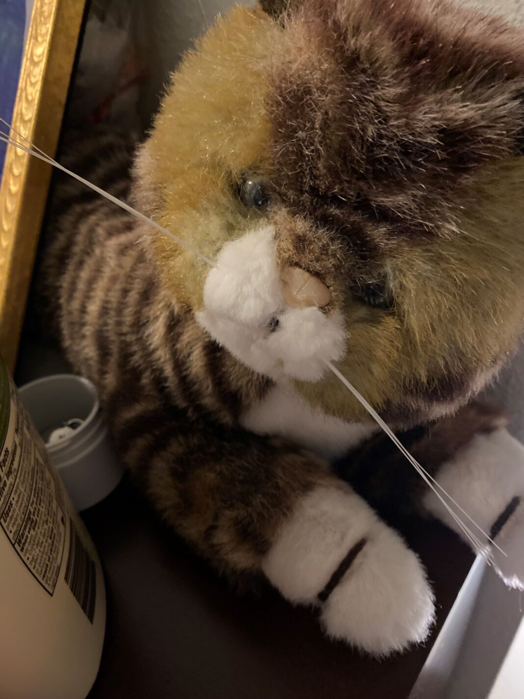 cat