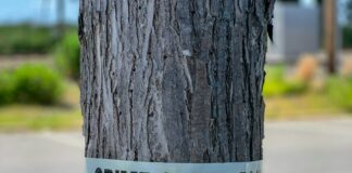 What Is The Fascination With True Crime?