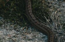 dylan-calluy-qYfYTVnaTzA-unsplash