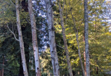 Bark Up The Right Tree bark