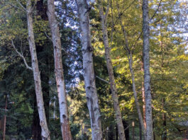 Bark Up The Right Tree bark