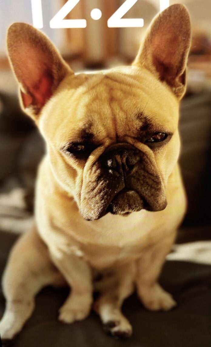 Help Needed To Locate French Bulldog ‘Hank’
