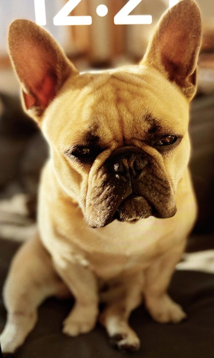 Suspect Who Stole French Bulldog Arrested By SFPD