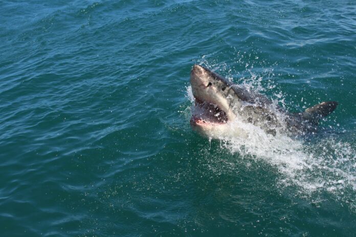Missing Swmmer, Possible Shark Siting, Beaches Close