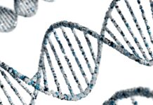 SNAP-8 Peptide: A Molecular Fragment with Expansive Research Potential