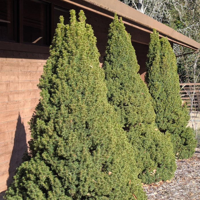 60128+ live Christmas trees