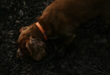 Small Dog Rescued In Hollywood Hills Fire