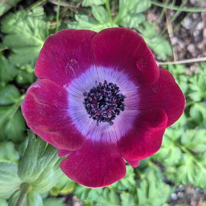 Warm Season Annuals Are Next warm season annuals
