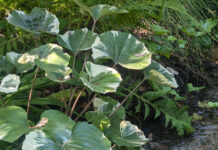 Microclimates Are Different From Climates microclimates