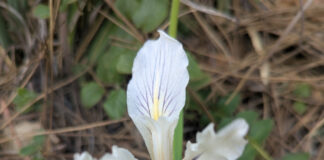 Native Species Are Naturally Natural native