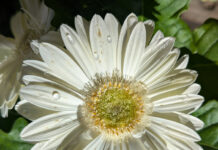 Watering Resumes With Drier Weather watering