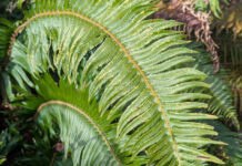 Ferns Are Splendid Foliar Perennials ferns