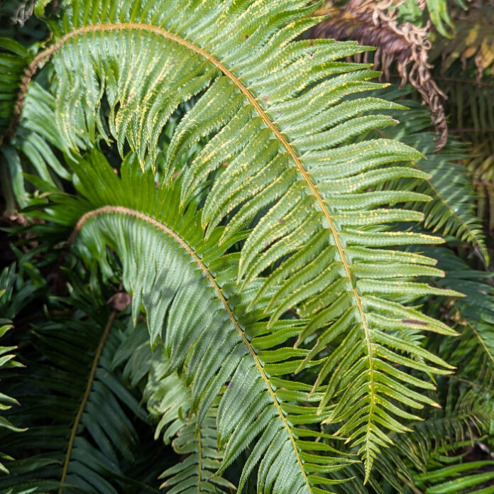 Ferns Are Splendid Foliar Perennials ferns