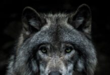 SOCAL Wildlife Sightings Brought On By Heat Wave