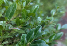 Pruning At The Proper Time pruning