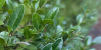 Pruning At The Proper Time pruning