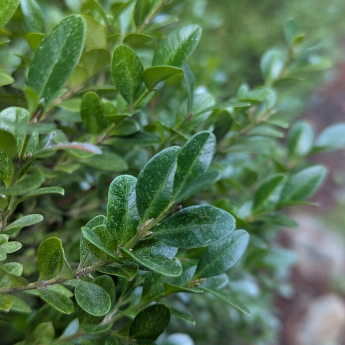 Pruning At The Proper Time pruning