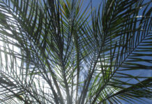 Palm Trees Within Home Gardens palm trees