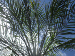 Palm Trees Within Home Gardens palm trees