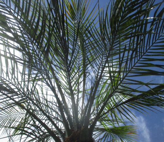 Palm Trees Within Home Gardens palm trees