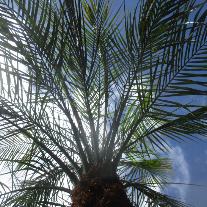 Palm Trees Within Home Gardens palm trees