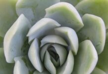 Succulents Within Average Home Gardens succulents