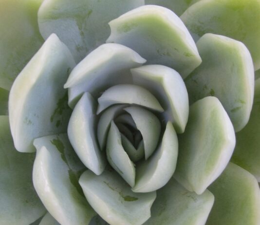 Succulents Within Average Home Gardens succulents